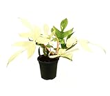 PHILODENDRON GHOST MINT | FILODENDRO | PHILODENDRON HEDERACEUM MINT | PLANTA NATURAL | MACETA 19 CM