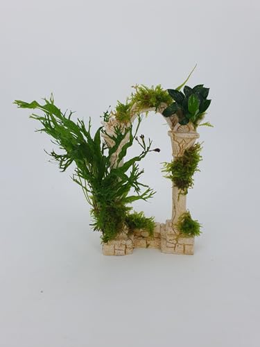 SAHAWA Garnelenbäumchen Polyresin Römischer Bogen groß ca. 12x20cm mit echtem Farn,Anubias Uns Moos bepflanzt