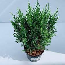 Greenursery Live Thuja Oriental Arborvitae Plant Morpankhi Juniper Chinensis Bonsai Sapling Banyan Tree Plant with Plastic Pot (Pack of 1)