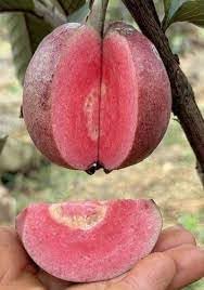 Image of ZXXYANBI Black Diamond Guava Layering /Grafted Fruit Live Plant (Height 1.5-2 Feet) rare and exotic fruiting tree, Fruits After 6 Month, sweet, aromatic pink-red flesh, 1 Healthy Plant For Home Garden
