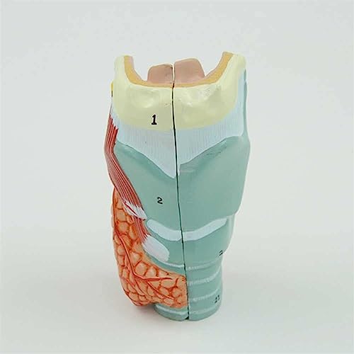 Modèle larynx taille réelle AMITD en PVC pour cabinet médical