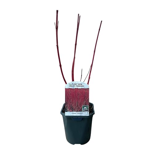 Green boutiQ - Arbustes - Cornus sibirica - Branches Rouges - 1 Plante - Caduc - Peu d'Entretien - Pot 17cm Hauteur 45cm