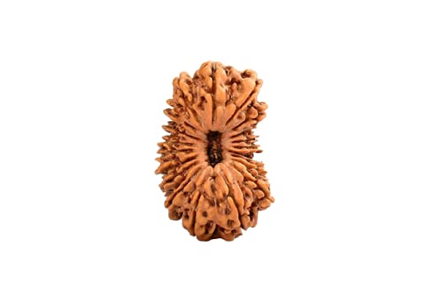 The Gallery Of Gemstones 20 mukhi rudraksha Nepali Beads 20 Face Rudraksha Original Certified by Lab