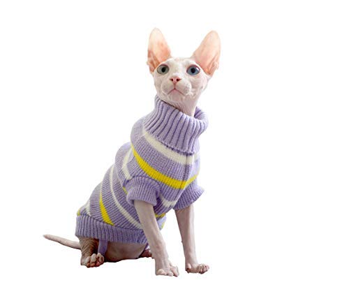 sphynx cat with jumper