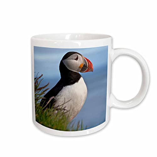 3dRose Atlantic Puffin bird, Latrabjarg, Vestfirdhir, Iceland - EU14 KSU0021 - Keren Su 11oz Mug