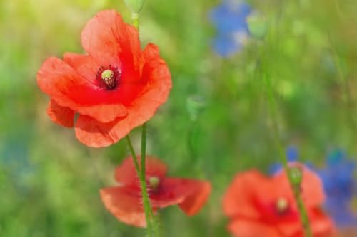 Tableau coquelicots rouges sur champ vert en composite aluminium pour une chambre zen