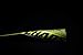 Rawlings | CHAOS Baseball Bat | USA | -11 | 1 Pc. Aluminum | 2 5/8