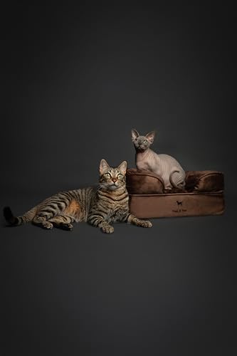 Image of NOAH & PAW Small Dog Bed, 20x15x8 Inch, Cat Bed for Indoor Cats, Orthopedic Eggshell Memory Foam Infused with Cooling Gel, Water Resistant Inner Cover Machine Washable (Velvet Collection)