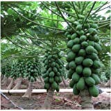 DNR AGENCIES, Fruit Seeds Honey Dew Dwarf Papaya Hybrid Imported Fruit Seeds 50 Seeds Fruit Seeds for Balcony Garden Bonsai Suitable Fruit Seeds (B07QWD6QKS) Amazon Price History, Amazon Price Tracker