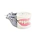 Typodont Teeth Model-Dental Assistant Accessories,Standard Study Teaching Dental Mode with All Removable Teeth,Dental Hygiene Student Must Haves