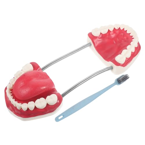 OUNONA Care Model Tooth Brushing Model Teaching Study Teeth Model Tooth Child Teeth Model Education Tooth Model Model Typodont Teeth Model Oral Study Supplies Plastic