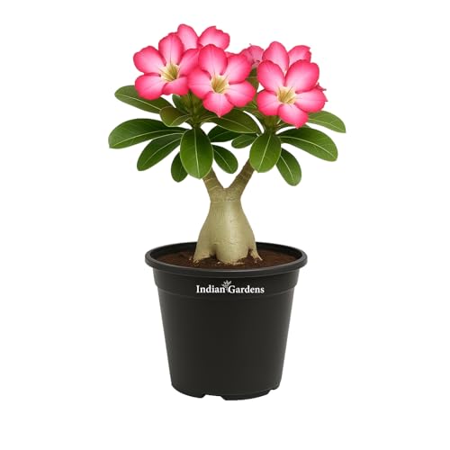 Image of Indian Gardens - Adenium Arabicum Live Plant in Black Pot | Desert Rose Bonsai | Low Maintenance Ornamental Plant for Home & Garden (Arabicum, 4 ' (Min : 2))