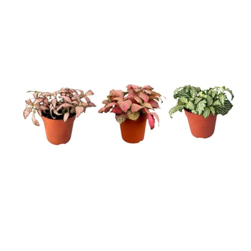 i giardini di giulia - kit 3 piantine fittonia per terrarium fai-da-te | bianca, rosa e rossa | piante vive da interno decorative e facili da curare
