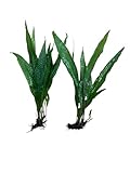 Pack of 2 Java Fern Microsorum Pteropus Easy Live Aquarium Plants