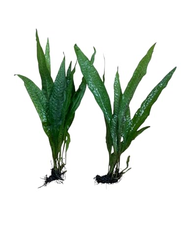 Pack of 2 Java Fern Microsorum Pteropus Easy Live Aquarium Plants