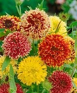 Golden Hills Farm® (AVG 50-500) seeds Gaillardia Mixed Flower Seeds (B084T3XVSD) Amazon Price History, Amazon Price Tracker