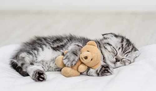 Mein HERZ Take it Easy Globuli - aus Liebe zu ihrer Katze - Natürliche Globuli bei Angst, Stress, Unruhe, Autofahrten, Urlaub, Unwetter und Lärm, bioenergetisch/radionisch mit Bachblüten informiert.