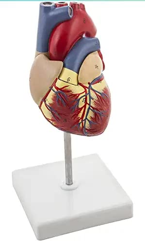GLAB Human heart model (B0BD7VXRWR) Amazon Price History, Amazon Price Tracker