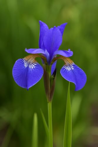 Siberian Iris Roots (Iris sibirica) – Elegant, Hardy Blooms for Borders and Naturalized Gardens (3 Roots)