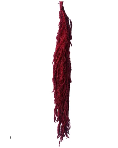 Hanging Amaranthus Natural Burgundy - 5 Stems | Dried Flowers | Hanging Flowers | Natural Flowers | Wisteria Vine | Preserved Flowers #TOP3