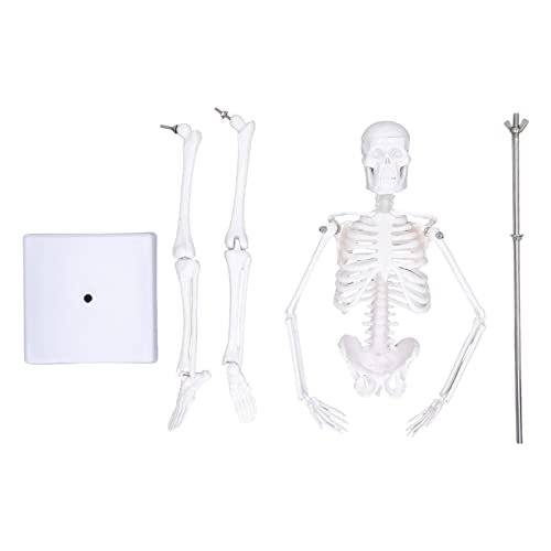 Squelette de 45cm amovible pour décor d'Halloween et révisions - 6