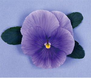 Amazon パンジービオラパンジー オトノ スカイブルーver2 1株 花