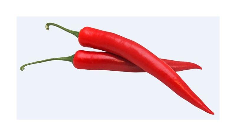 KS255 Pepper Spanish Cayenne "Westlandia" EKO - Pepper Seeds Vegetable KS255 - Seeds Plants Shop Seed Bench Pullingen Patrik Ipsa