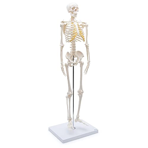 Modelo de anatomía de esqueleto pequeño Cranstein A-117 de 85cm 2