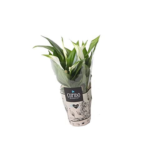 Spathiphyllum Cupido DECOALIVE Planta de Interior Natural para Decorar el Hogar Lirio de la Paz o Espatifilo