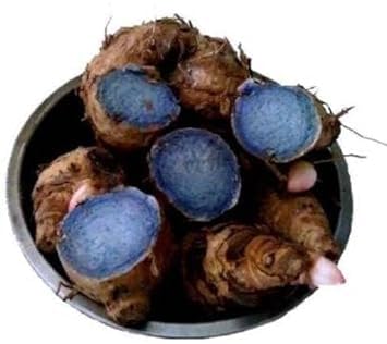 GABHISMEEN Original Black Turmeric Kali Haldi (400g) (B0CBYW5SKX) Amazon Price History, Amazon Price Tracker