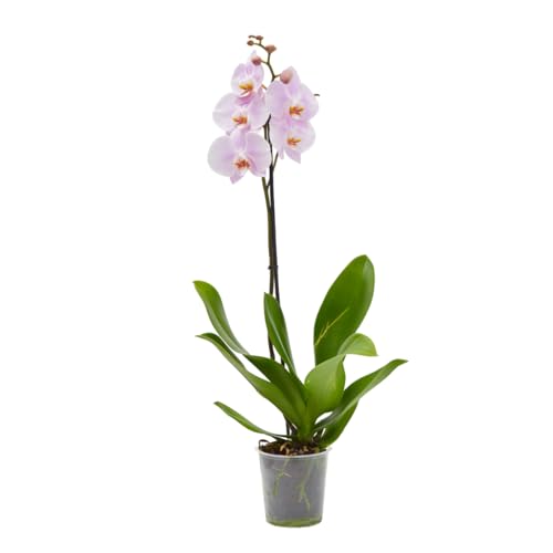 Verdecora Orquídea Phalaenopsis de 1 Tallo en maceta de Ø13cm | Planta Natural de Interior | Ideal para Decoración | Color Variado