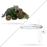 30+ Leaves Red Root Floaters (+Free Bonus Plant +Invisible Feeding Ring) Live Floating Plants for Aquarium (Phyllanthus Fluitans) by Aquarigram