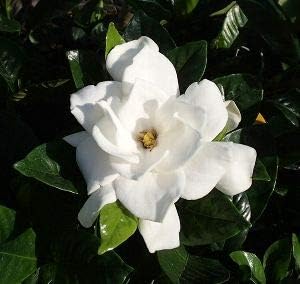 Amazon 大輪八重咲きクチナシ 5寸ポット 大八重クチナシ 植木