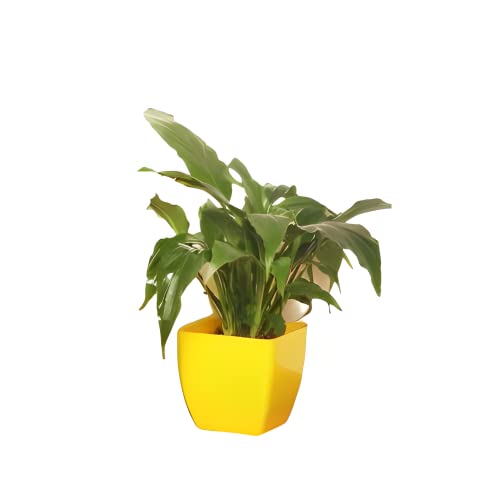 Image of Live Indoor Plants with Decorative Pot for Living Room, Balcony and Garden (3Inch Pot, Assorted Colour) (Peace Lily)