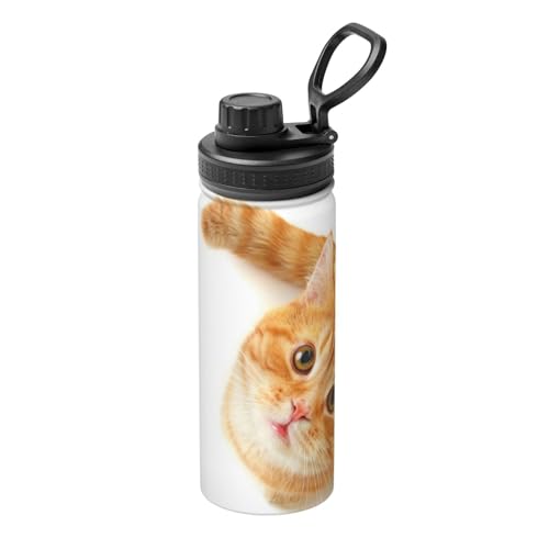 L  500ml @r }O{g X|[c{g  RȂ ^fM ۉۗ L[nht ^ѕ֗ ʋ ʊw s v[g