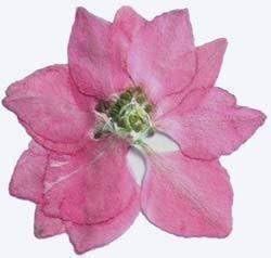 業務用 押し花　千鳥草　ピンク 大容量 500枚ドライフラワー デコ レジン 封印