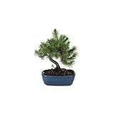 bonsai pino  Bonsái 8 Años Pinus Halepensis Pino Alepo Árbol Pino Carrasco Natural