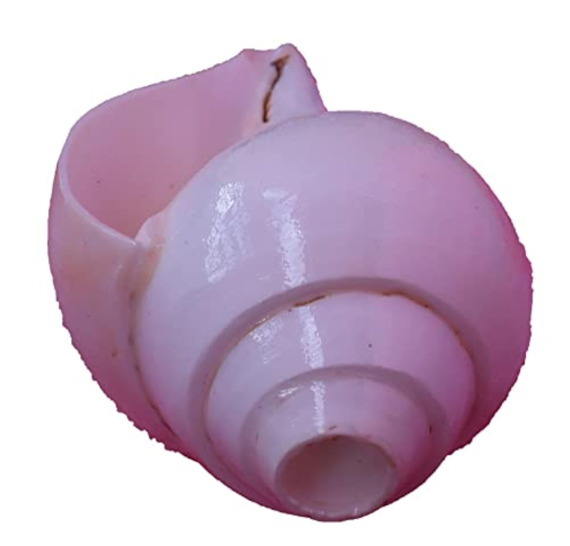 Natural Blowing Conch Shell for Puja