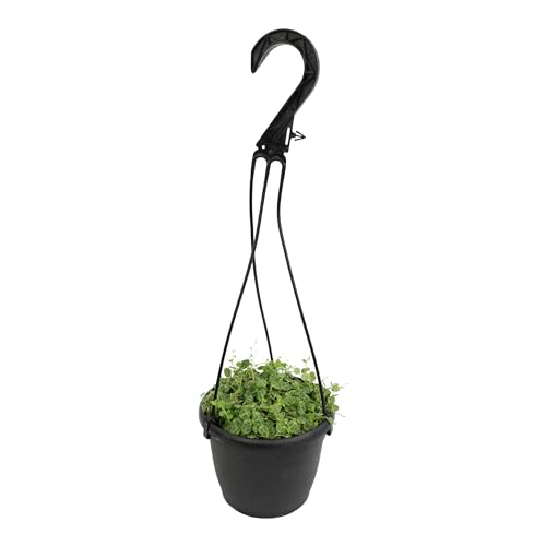 String of Turtles Live Plant Hanging Basket Pet Friendly Live Indoor Plants Peperomia prostrata Succulent Real Houseplant Non-Toxic Houseplants for Home or Office