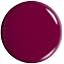 FOCUS Fuchsia