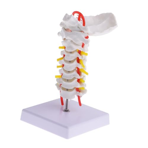 Modèle de colonne cervicale humaine en PVC Healvian pour enseignement médical