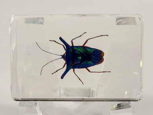 Image of 44mm Real Peruvian Rainbow Metal Horn Bug in Crystal Clear Lucite Resin Specimen Preserved Insect Taxidermy Collection for Biology Science Education & Desk Ornament Display Supplies