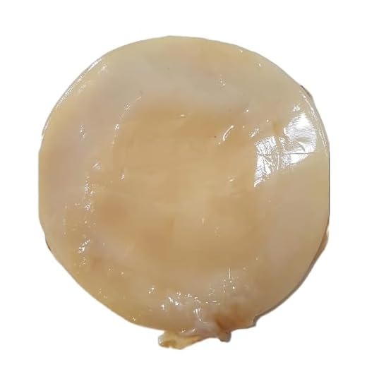 Scoby de kombucha com guia prático de instruções