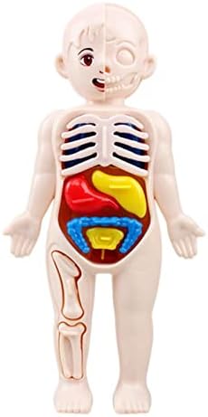 Kids Human Organs Model,Human Body Anatomy Model, Body Anatomy Play Set with 15 Removable Parts Heart Visceral Medical Nursing Preschool Learning Toys for Kids Home School