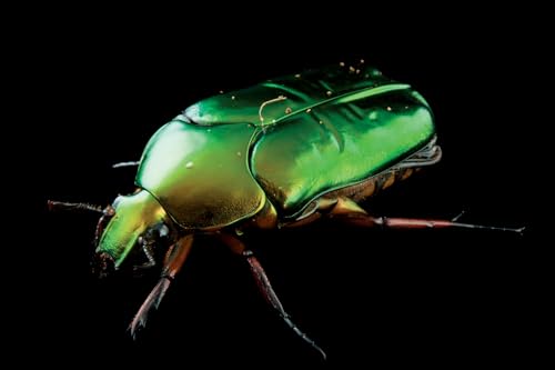 Photo Ark: 50 Postcards (The Photo Ark) - Image 10