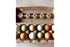 Fertile Hatching Eggs of Many Colors from the Barnyard