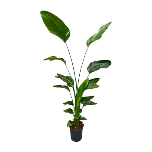 Strelitzia Nicolai planta alta de interior con hojas grandes para salón 2