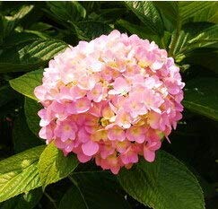 Giallo: Geranio da giardino, graines de géranium Pelargonium, fleurs de pélargonium - 10 graines