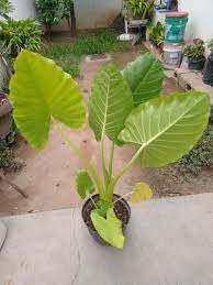 Elephant ear plant colocasia, Green Foliage (Pack of 2 High yield sapling plant)-image-42