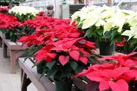 See full amazon price history chart for Poinsettia red live plant (Pack of 1) Poinsettia red live plant (Pack of 1) (B0CRR8B3KZ) Amazon Price History, Amazon Price Tracker